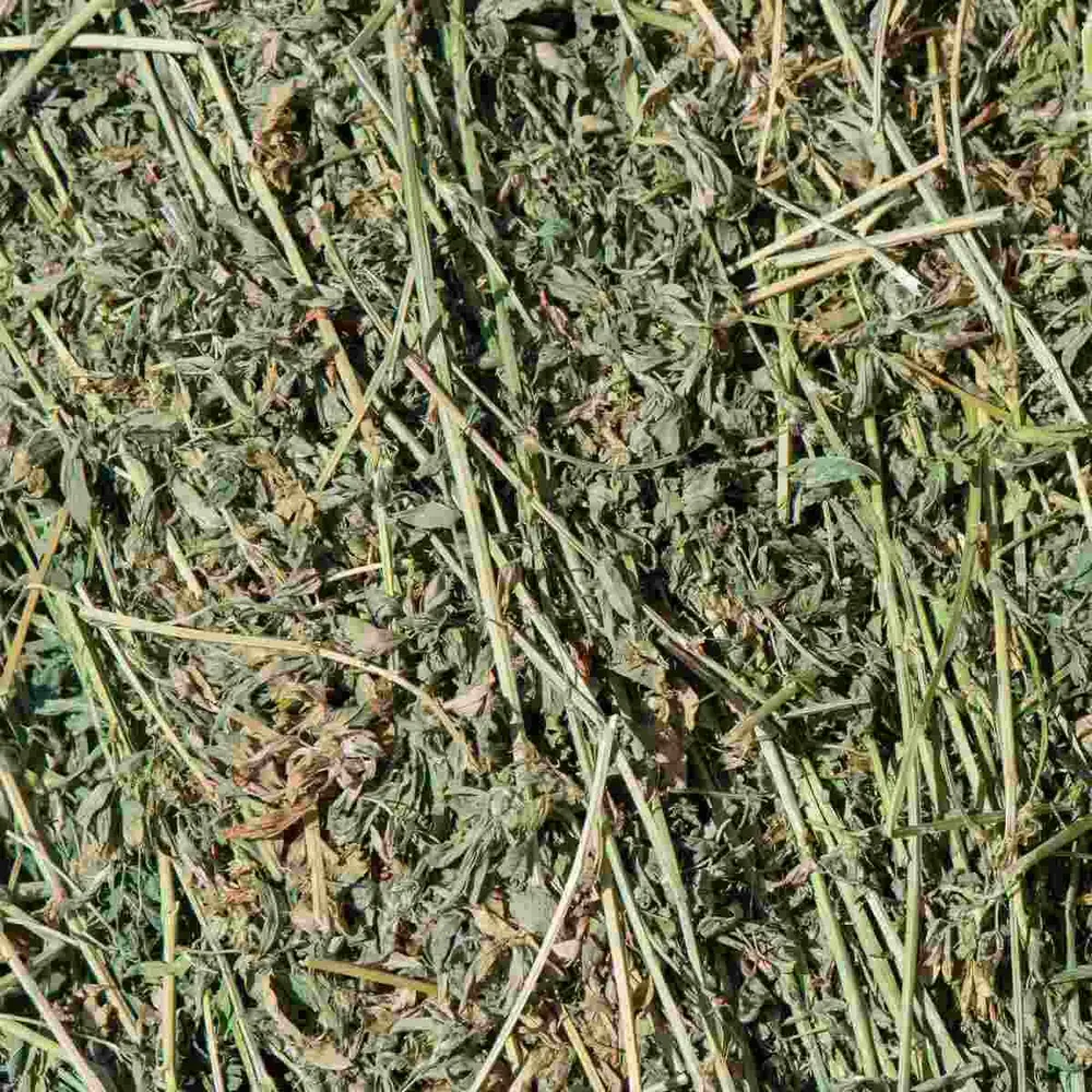 Šienas ir stambieji pašarai NIR maistinės vertės analizei